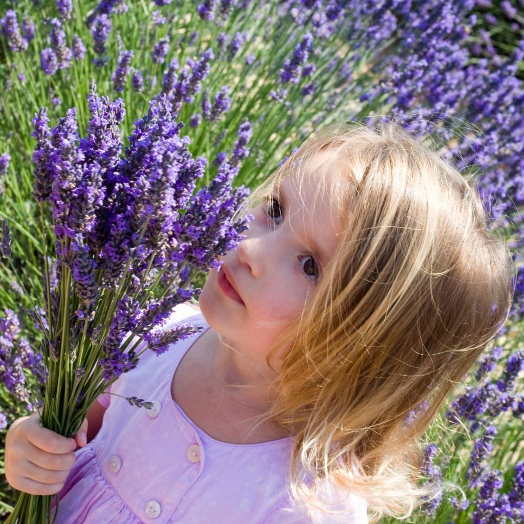 child smelling lavender